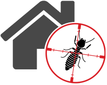 Termite Control Durham
